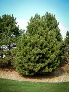 Сосна Чёрная (Pinus Nigra) купить по цене от 270.00р. в интернет-магазине «Посадика» с доставкой почтой в в Шадринске и по всей России – [изображение №1].