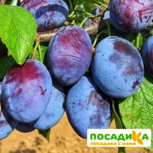 Слива Чачакская ранняя купить по цене от 229.00р. в интернет-магазине «Посадика» с доставкой почтой в в Шадринске и по всей России – [изображение №1].