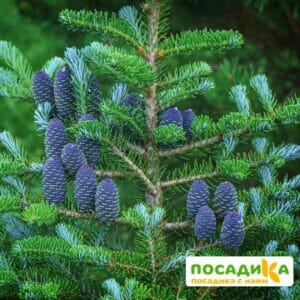 Пихта корейская (Abies koreana) купить по цене от 450.00р. в интернет-магазине «Посадика» с доставкой почтой в в Шадринске и по всей России – [изображение №1].