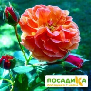 Роза Арабия купить по цене от 350.00р. в интернет-магазине «Посадика» с доставкой почтой в в Шадринске и по всей России – [изображение №1].