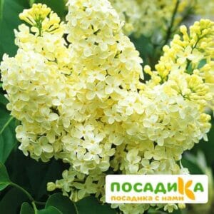 Сирень Примроуз (Primrose) купить по цене от 529.00р. в интернет-магазине «Посадика» с доставкой почтой в в Шадринске и по всей России – [изображение №1].