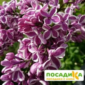 Сирень Сенсация купить по цене от 529.00р. в интернет-магазине «Посадика» с доставкой почтой в в Шадринске и по всей России – [изображение №1].