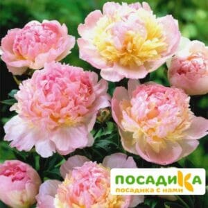 Пион Распберри Сандей (Paeonia Raspberry Sundae) купить по цене от 959р. в интернет-магазине «Посадика» с доставкой почтой в в Шадринске и по всей России – [изображение №1].