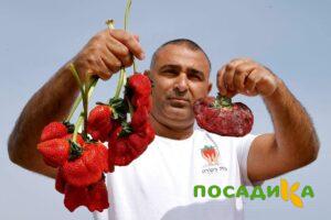 Клубника Гигант Джорнея купить по цене от 266р. в интернет-магазине «Посадика» с доставкой почтой в в Шадринске и по всей России – [изображение №1].