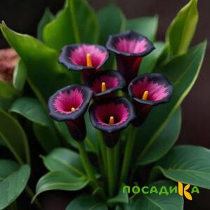 Калла Аура Лейс купить по цене от 400р. в интернет-магазине «Посадика» с доставкой почтой в в Шадринске и по всей России – [изображение №1].