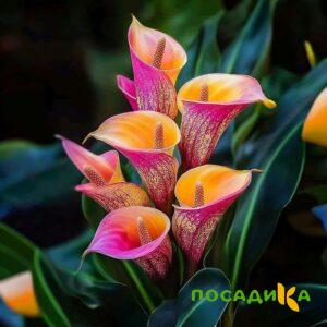 Калла Оникс купить по цене от 450р. в интернет-магазине «Посадика» с доставкой почтой в в Шадринске и по всей России – [изображение №1].