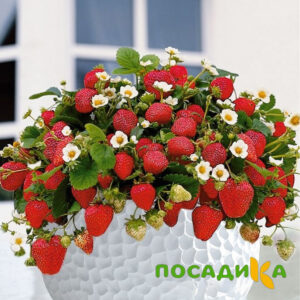 Клубника Рубиновый Шепот (горшечная) купить по цене от 240р. в интернет-магазине «Посадика» с доставкой почтой в в Шадринске и по всей России – [изображение №1].