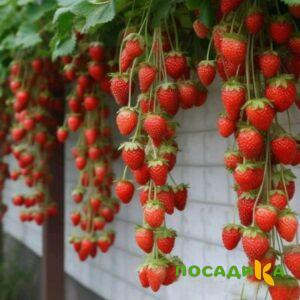 Клубника вьющаяся Комплимент купить по цене от 470р. в интернет-магазине «Посадика» с доставкой почтой в в Шадринске и по всей России – [изображение №1].