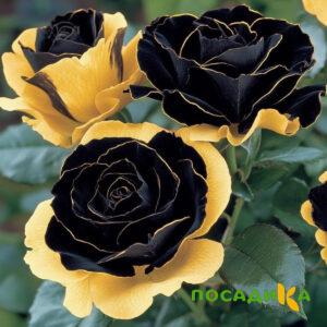 Роза Ханни Сикл купить по цене от 700р. в интернет-магазине «Посадика» с доставкой почтой в в Шадринске и по всей России – [изображение №1].