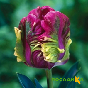 Тюльпан Экзотик Хэвен купить по цене от 186р. в интернет-магазине «Посадика» с доставкой почтой в в Шадринске и по всей России – [изображение №1].