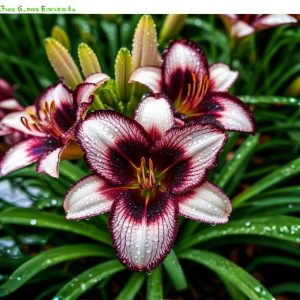 Лилейник Крим Сикл купить по цене от 799р. в интернет-магазине «Посадика» с доставкой почтой в в Шадринске и по всей России – [изображение №1].