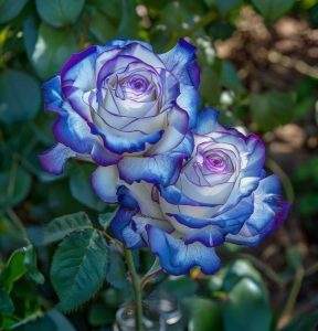 Роза Пэтолз Хоуп купить по цене от 333р. в интернет-магазине «Посадика» с доставкой почтой в в Шадринске и по всей России – [изображение №1].