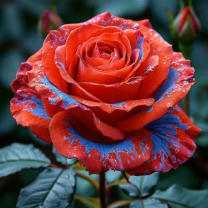 Роза Сикрет Гарден купить по цене от 619р. в интернет-магазине «Посадика» с доставкой почтой в в Шадринске и по всей России – [изображение №1].