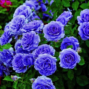 Роза Блю Мун купить по цене от 450р. в интернет-магазине «Посадика» с доставкой почтой в в Шадринске и по всей России – [изображение №1].