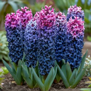 Гиацинт Блю Спринг купить по цене от 2099р. в интернет-магазине «Посадика» с доставкой почтой в в Шадринске и по всей России – [изображение №1].