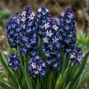 Гиацинт Блум Клауд купить по цене от 2099р. в интернет-магазине «Посадика» с доставкой почтой в в Шадринске и по всей России – [изображение №1].