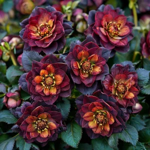 Морозник Сноу Дроп купить по цене от 348р. в интернет-магазине «Посадика» с доставкой почтой в в Шадринске и по всей России – [изображение №1].