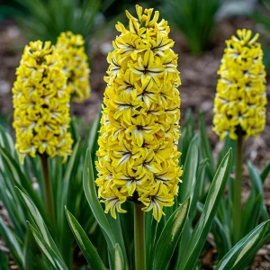 Гиацинт Сансет Голд купить по цене от 2099р. в интернет-магазине «Посадика» с доставкой почтой в в Шадринске и по всей России – [изображение №1].