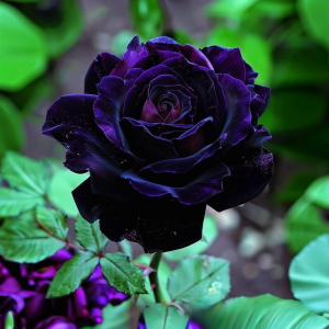 Роза Блэк Пантер купить по цене от 319р. в интернет-магазине «Посадика» с доставкой почтой в в Шадринске и по всей России – [изображение №1].