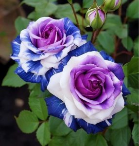 Роза Айвори Каскад купить по цене от 420р. в интернет-магазине «Посадика» с доставкой почтой в в Шадринске и по всей России – [изображение №1].