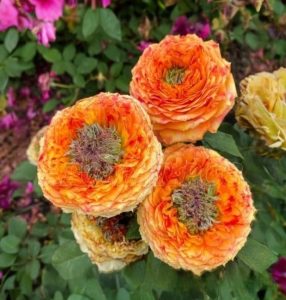 Роза Золотой Мираж купить по цене от 420р. в интернет-магазине «Посадика» с доставкой почтой в в Шадринске и по всей России – [изображение №1].