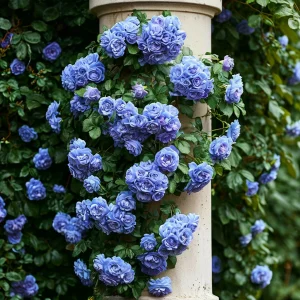 Роза плетистая Блю Перпл купить по цене от 540р. в интернет-магазине «Посадика» с доставкой почтой в в Шадринске и по всей России – [изображение №1].